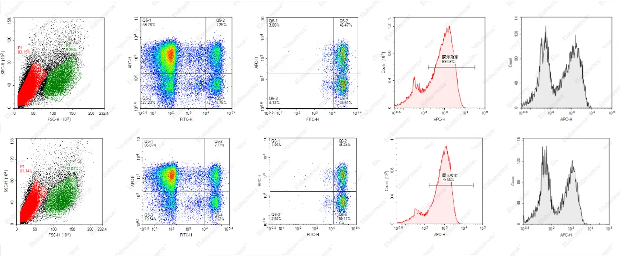 目标CD过表达Raji细胞的FACS验证