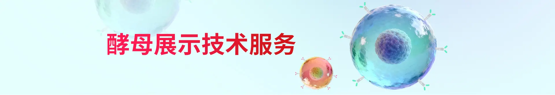 酵母展示技术服务